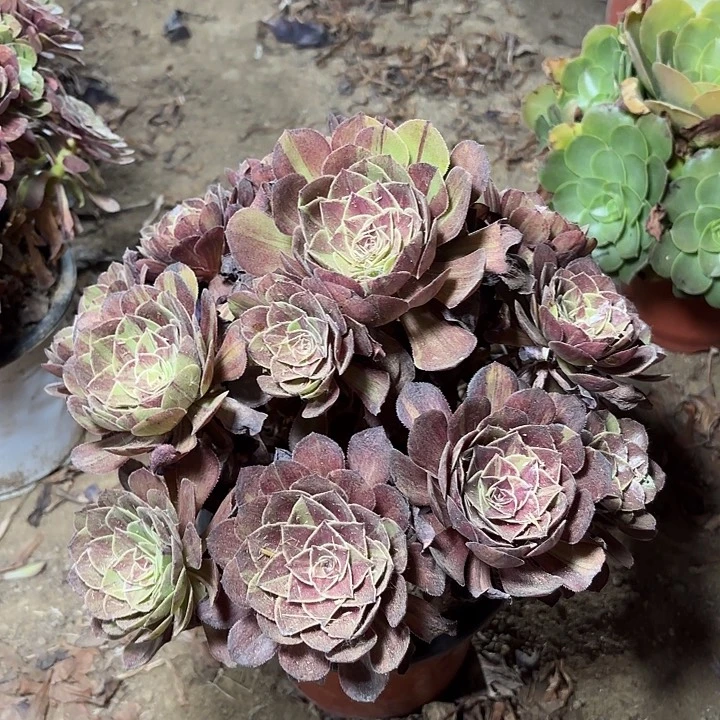 多肉植物法师花月夜4