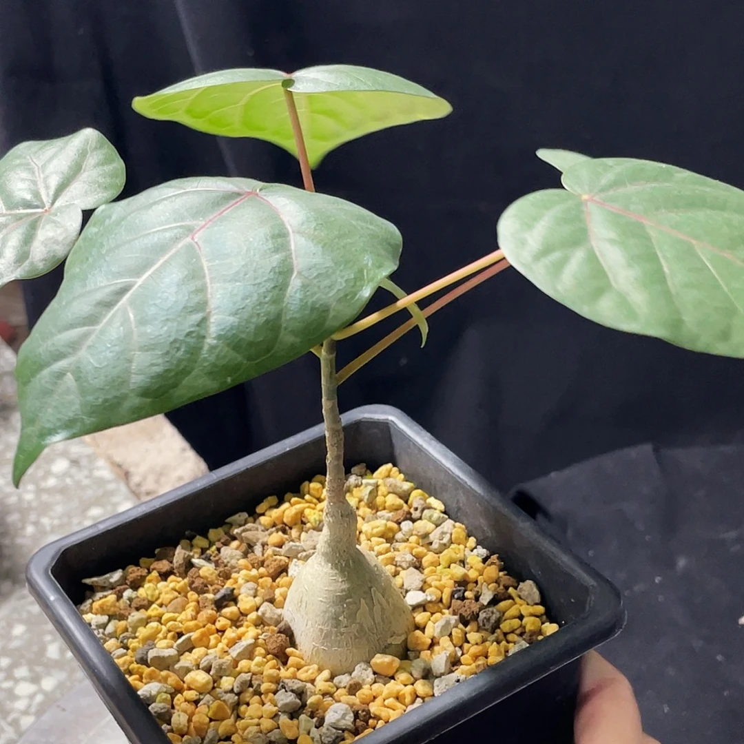 红脉榕666666666666