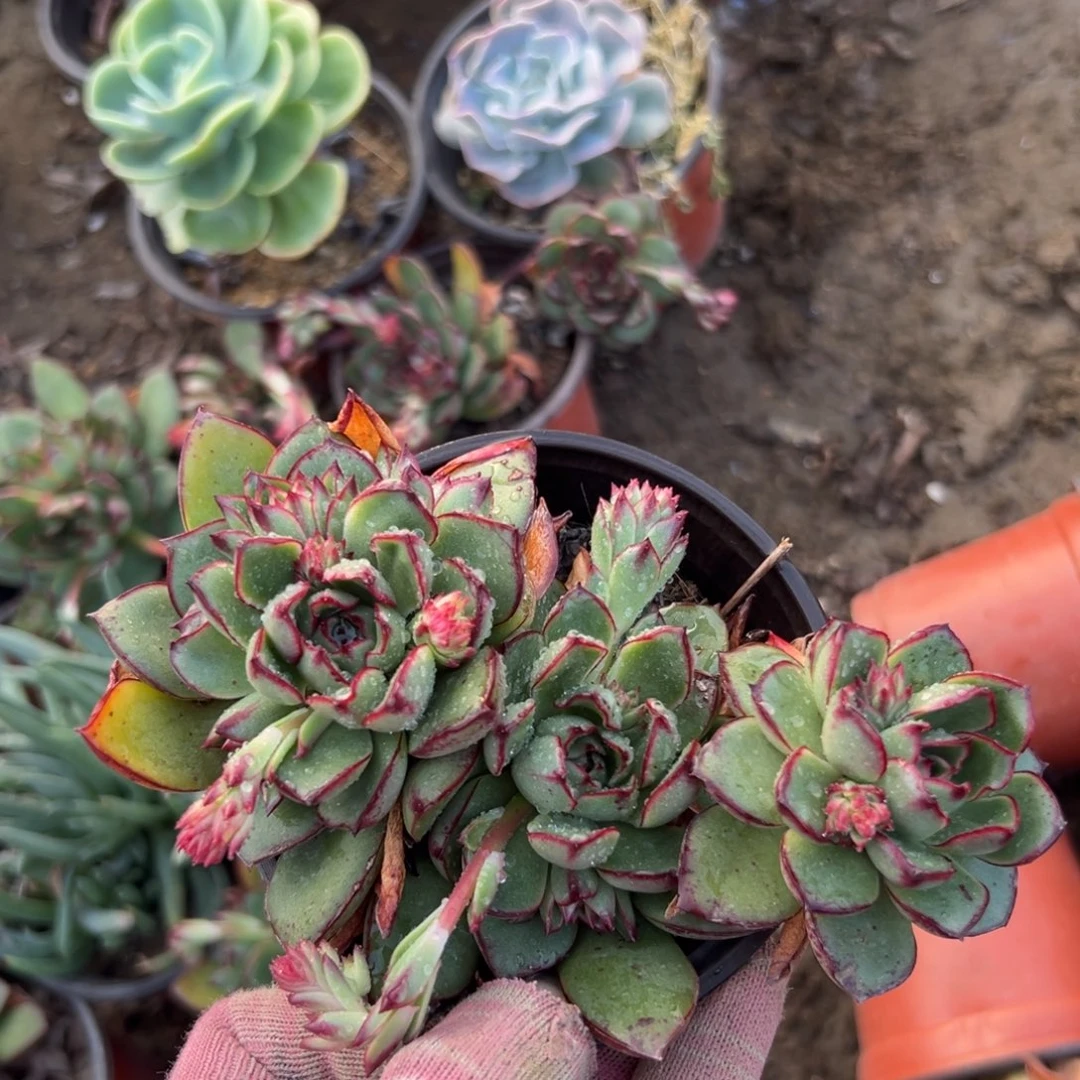 尔诺植物中央音乐学院