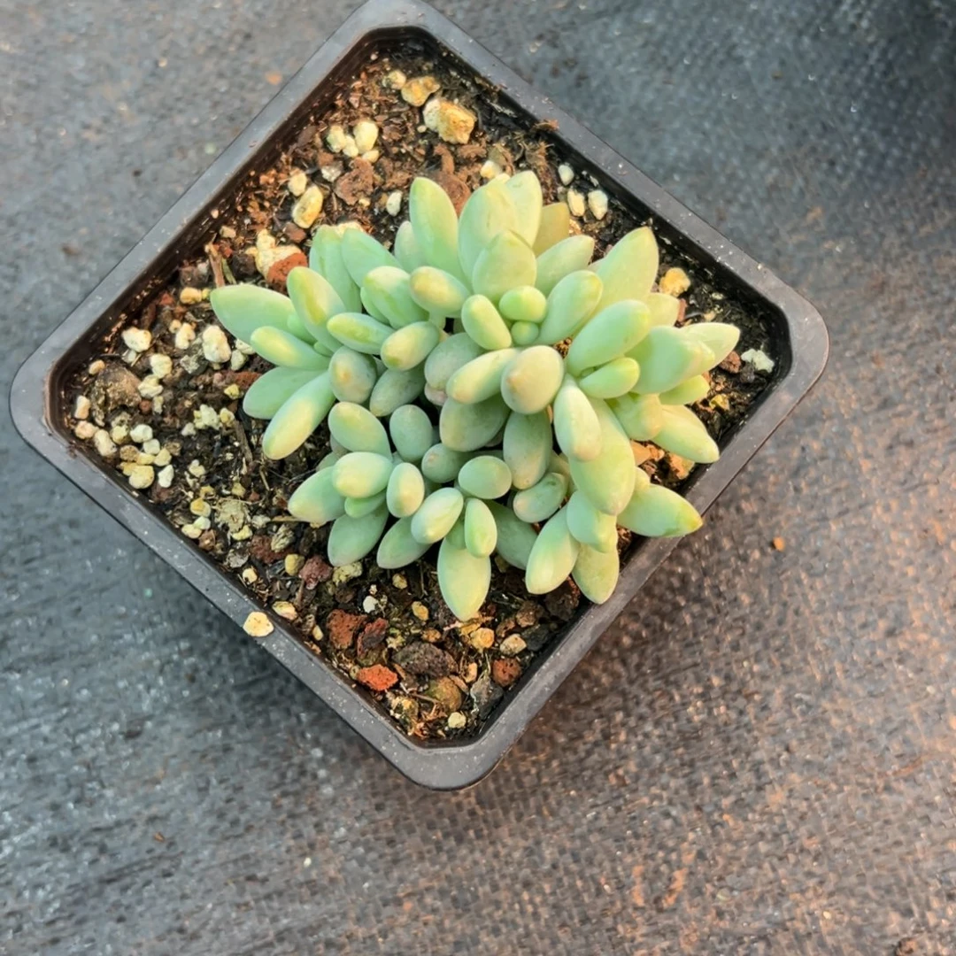 一物一拍，白兰地多头小群