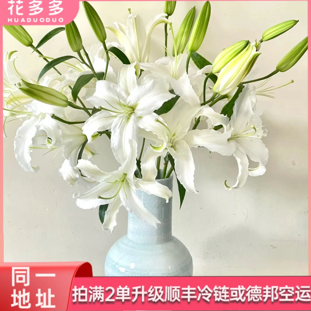 【西伯利亚】单瓣百合 10个以上花苞 同一地址拍满2单升级顺丰冷链