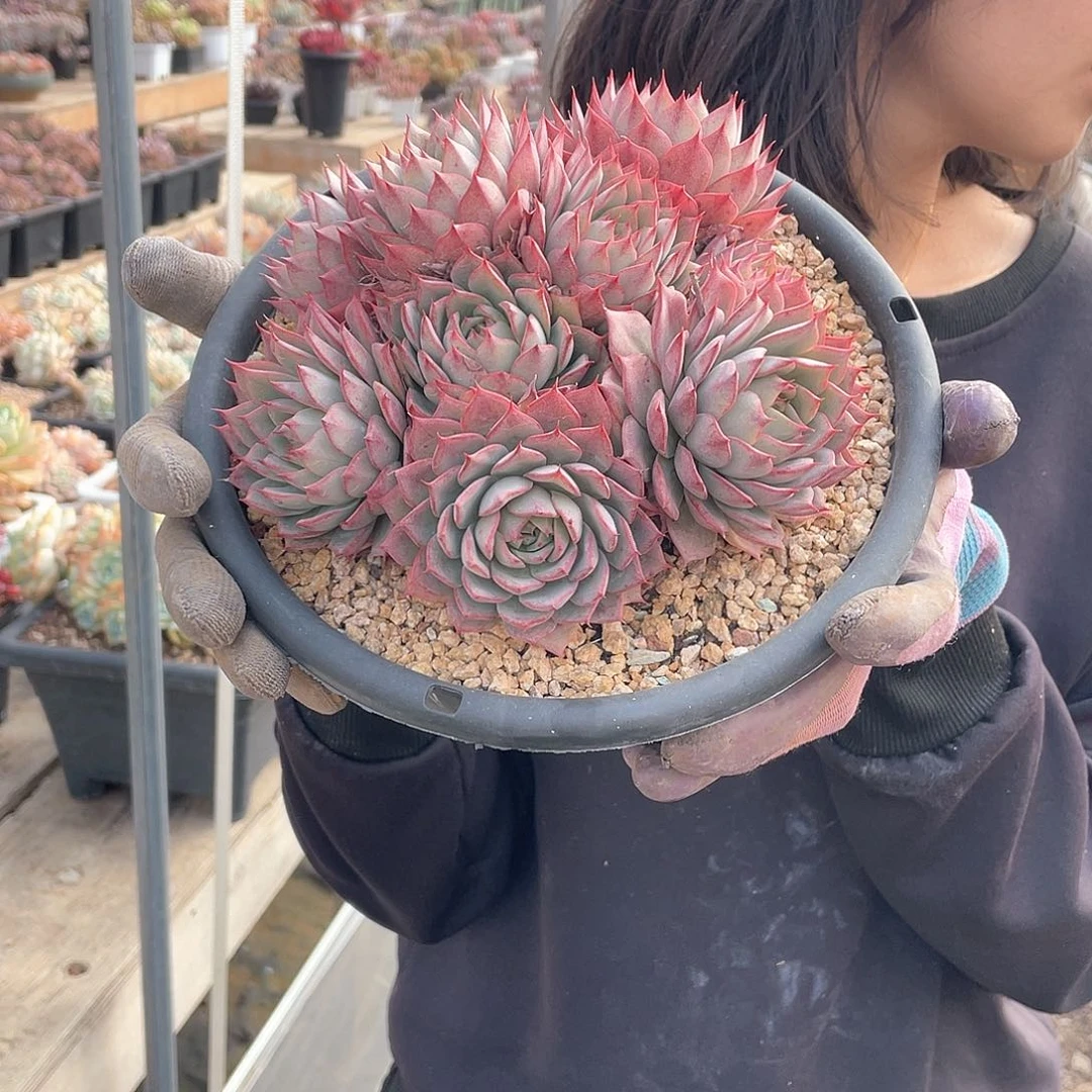 林杰安娜22.8米量拍多肉