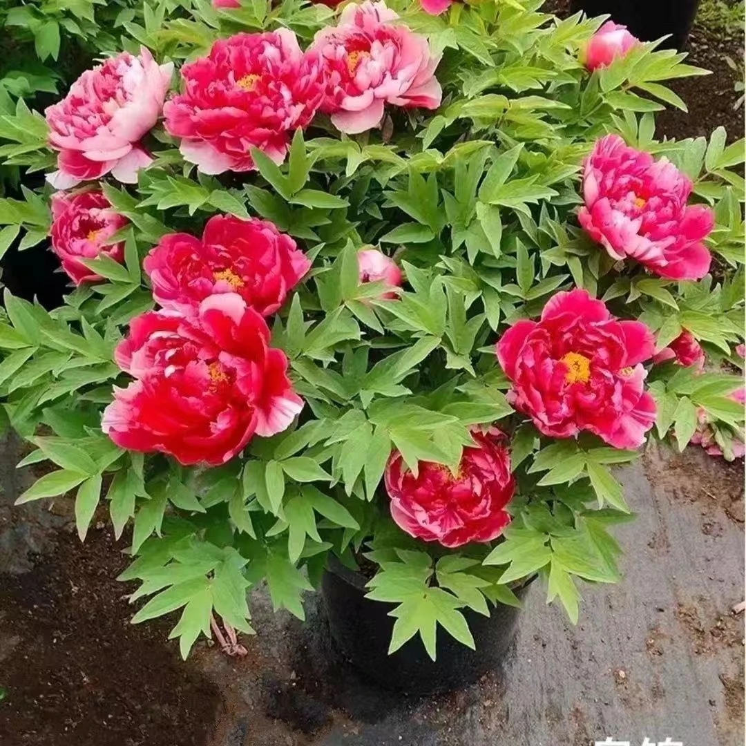 【一物一拍】洛阳牡丹对版易活耐寒盆栽地栽庭院重瓣大花基地直发