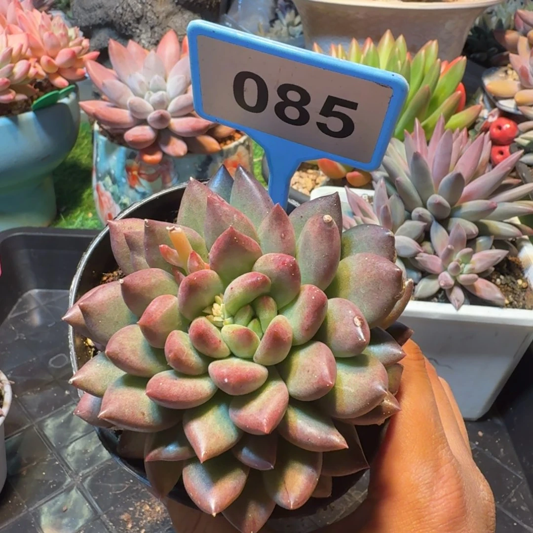 多肉植物紫米露085