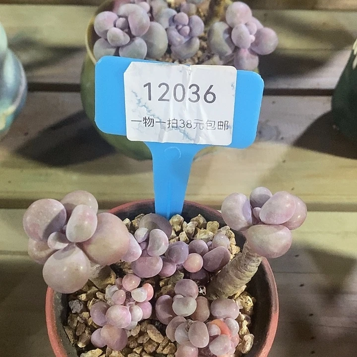 胭脂精品多肉桃蛋