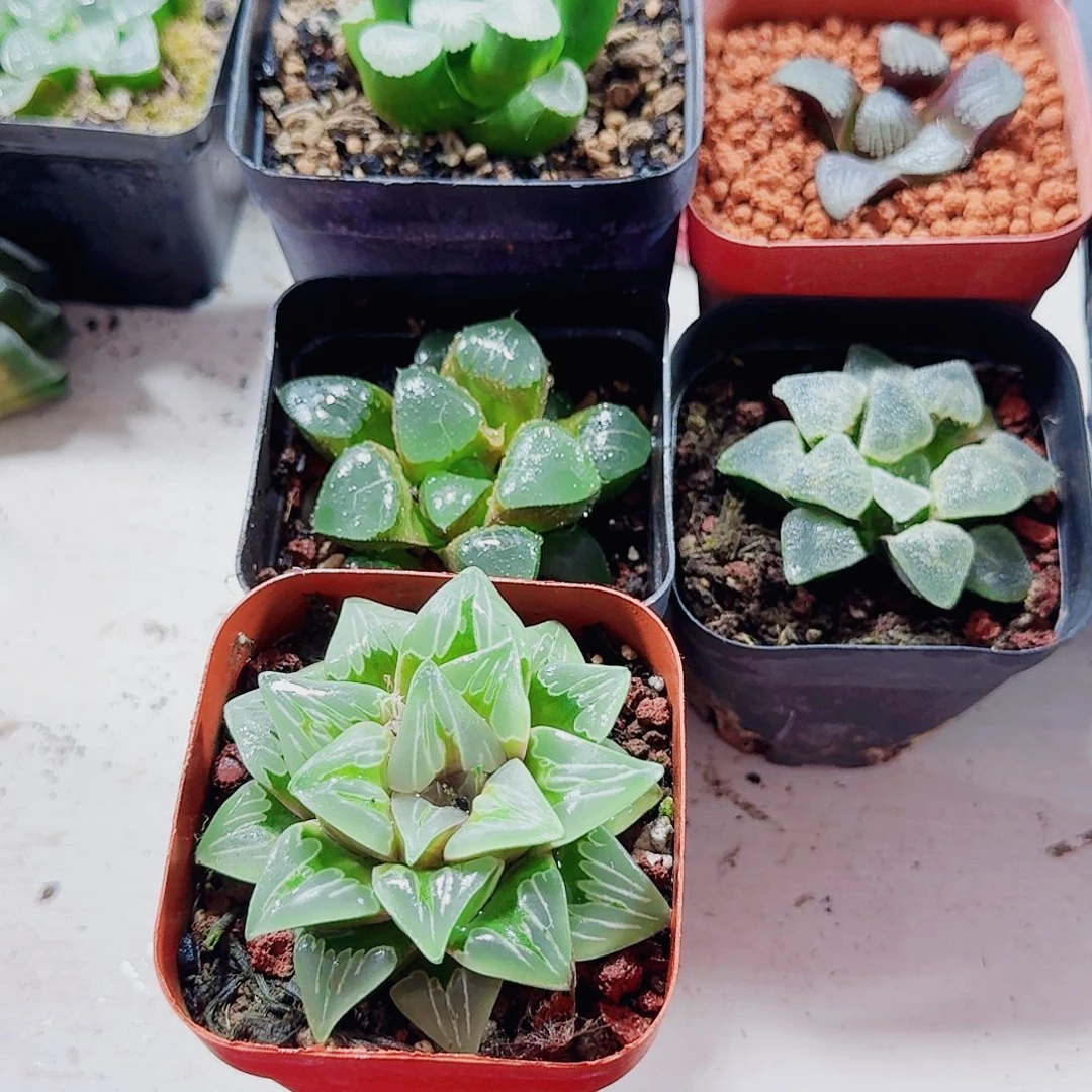 无花朵十二卷 5颗福利 套餐