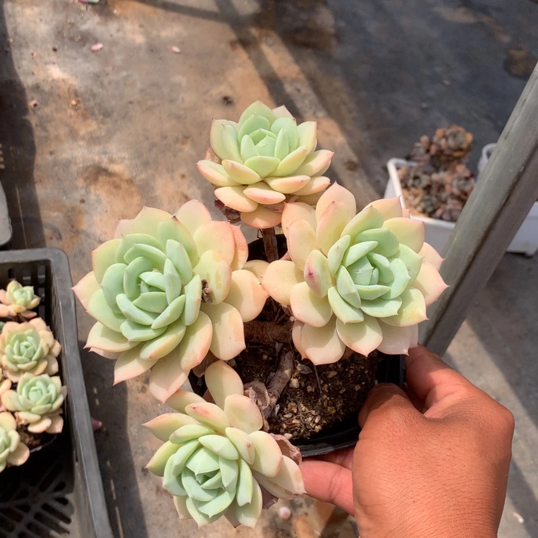 你在干什么的时候都会说