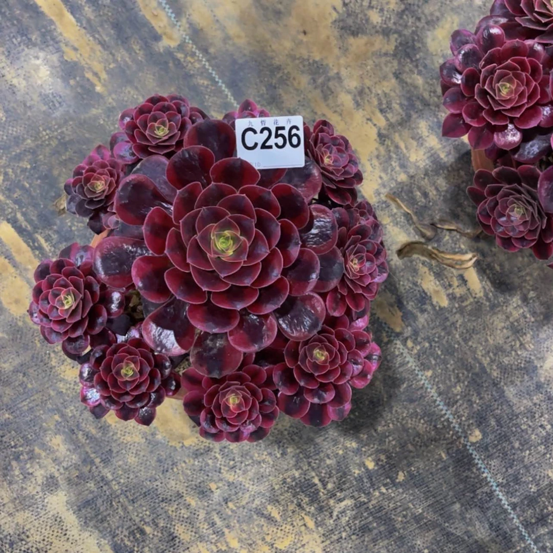 【闪购商品】256美杜莎