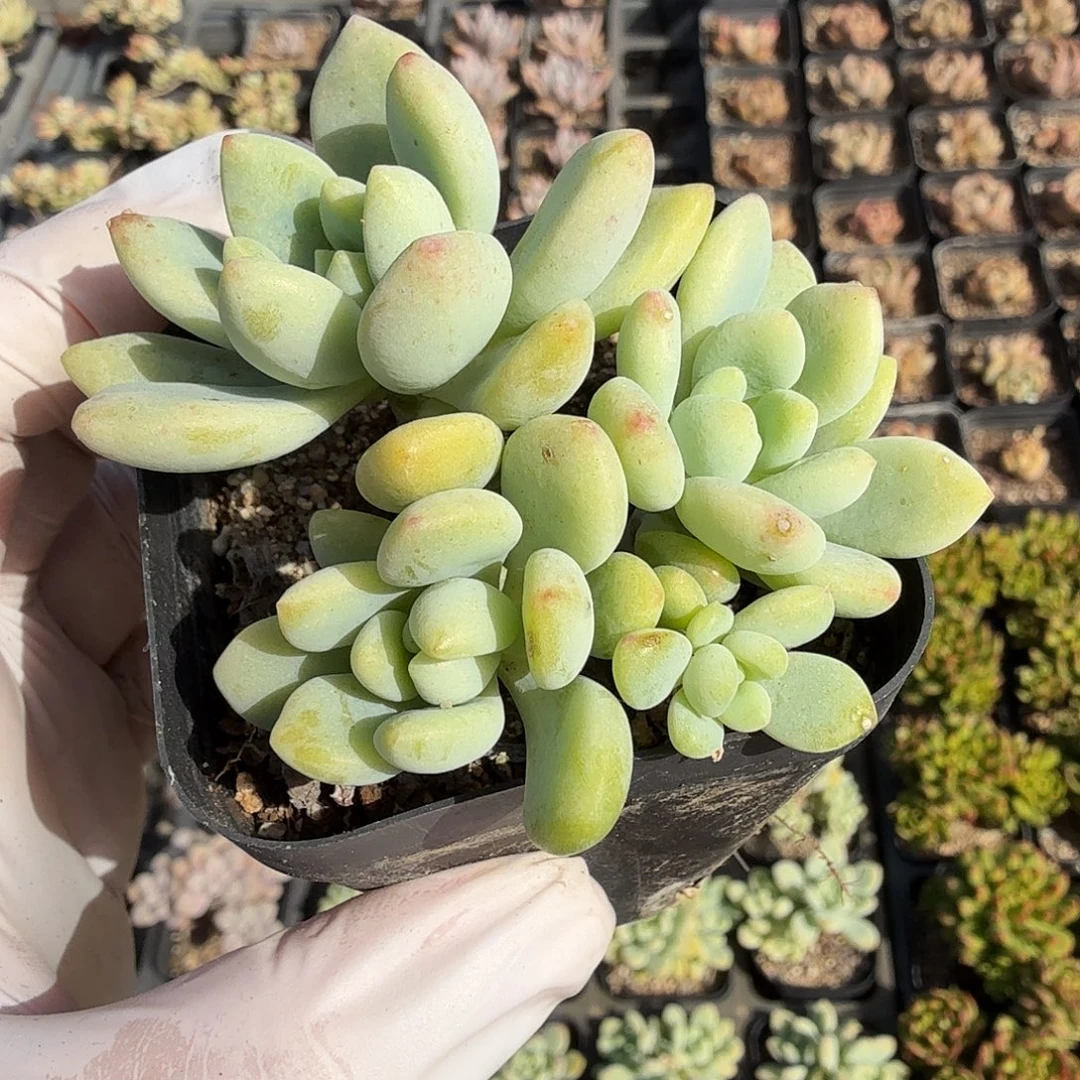 随机发六公分凝脂莲满20包邮
