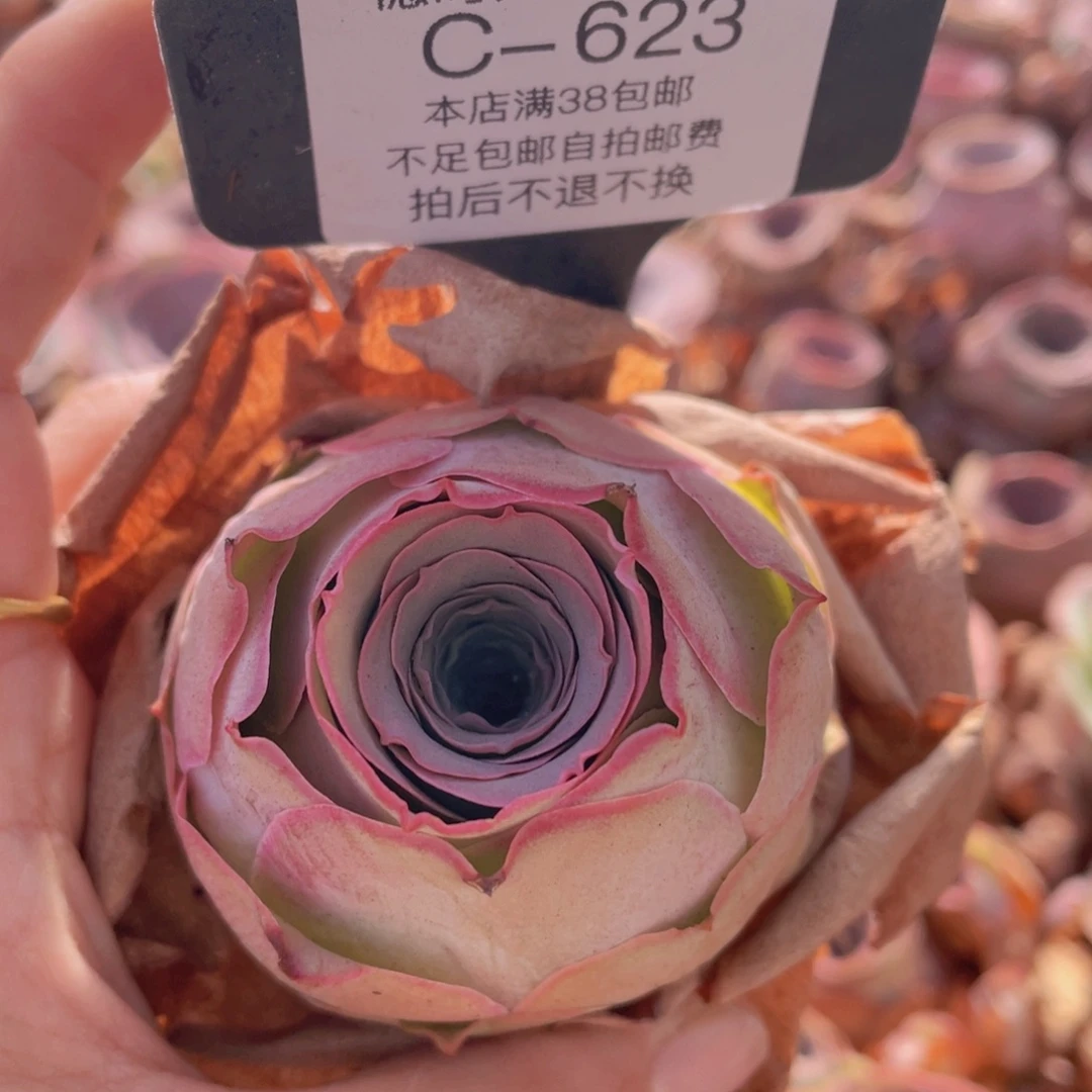 山地玫瑰C623裸根发货断枝不包损不售后