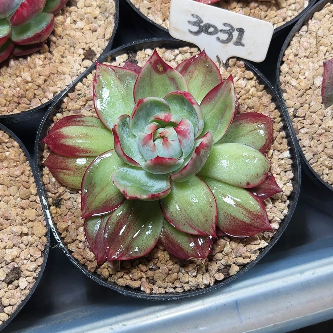 求***其惊鸿仙子一物一拍3031号