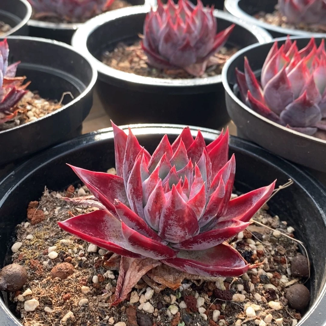 105窄叶惊鸿 单头 福利福利多多