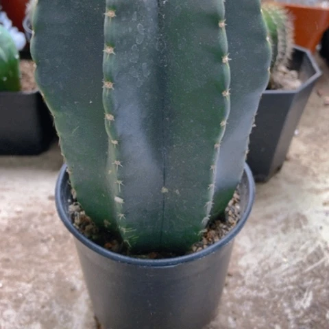 微刺虾仙人球18米仙人球