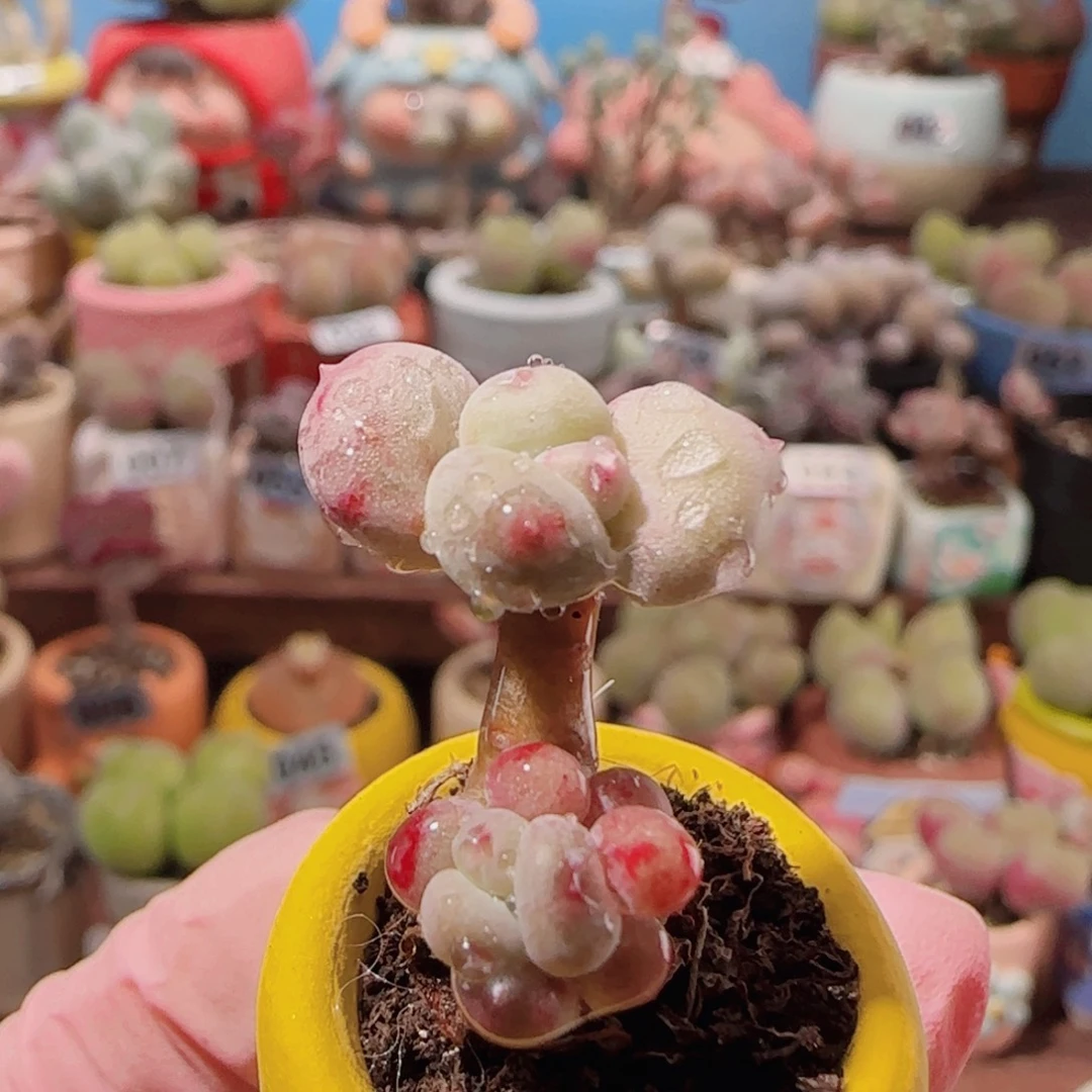 T可爱彩虹盆口2cm