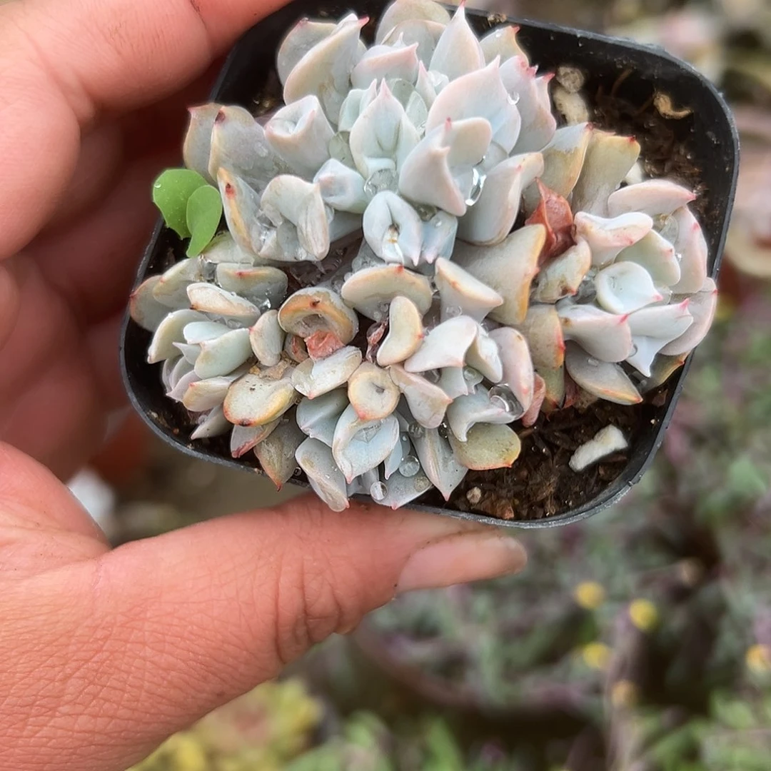 多肉植物多肉植物