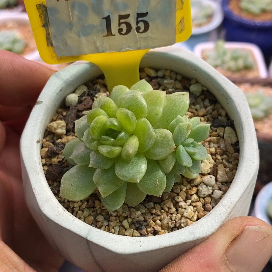 3155白恋变异拉丝锦