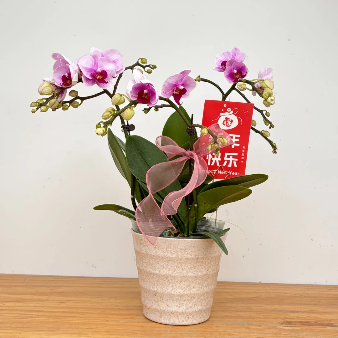 蝴蝶兰【宝贝】3.0寸杯花量大农场直发年宵花室内花卉单株单梗