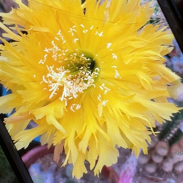 黄锯齿侧芽5公分毛花柱