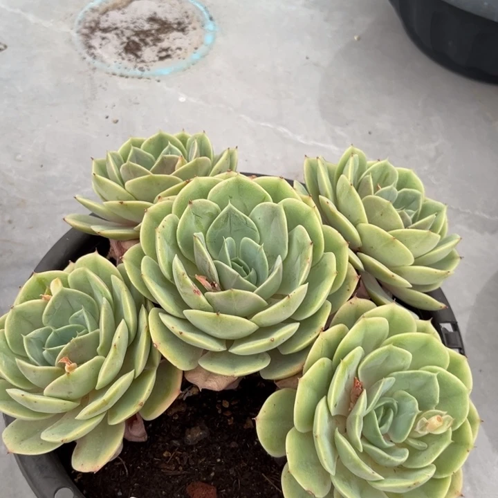 棠颂花卉一物一拍 苍鹭 紫云