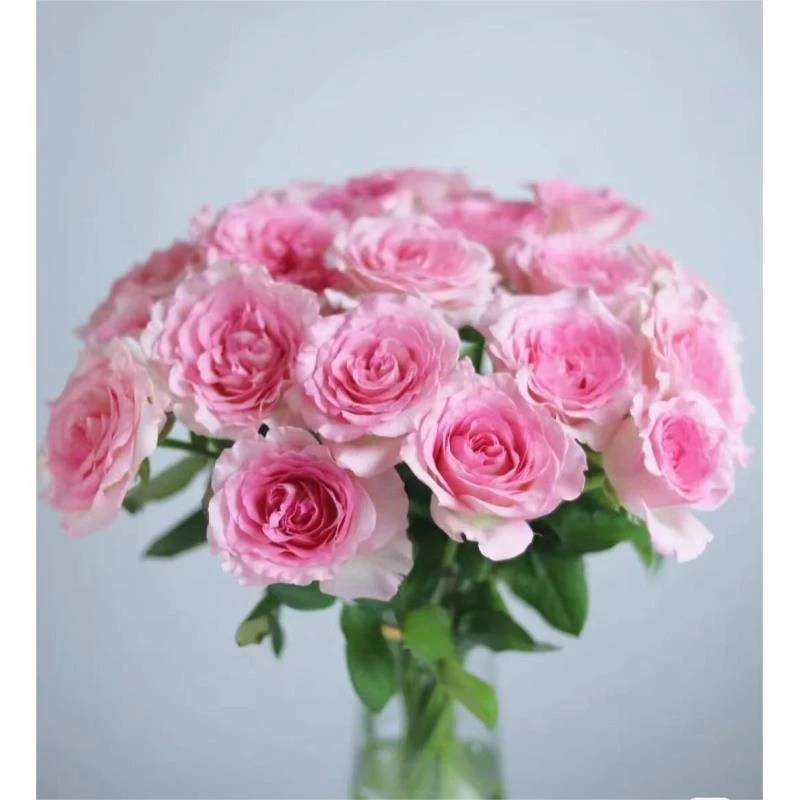 鲜花【洛神玫瑰】家庭同地址两单顺丰或京东送货上门