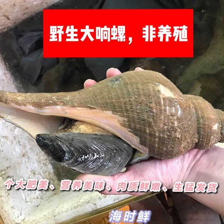 【鲜活发货】潮汕本土响螺超大0.8-3斤/个鲜活发货高端海鲜营养