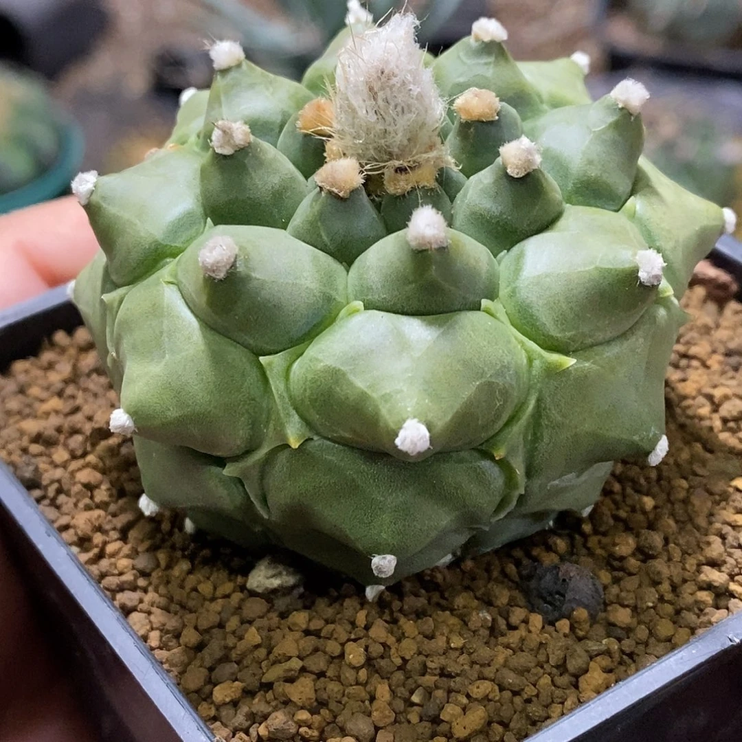 孤品实生特选株鬼尖大圆尤长尖尤角尤兜6.4cm