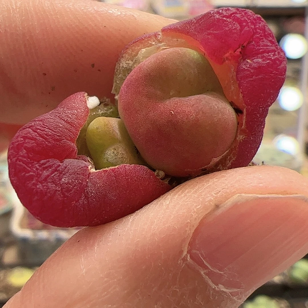 【闪购商品】247 水蜜桃