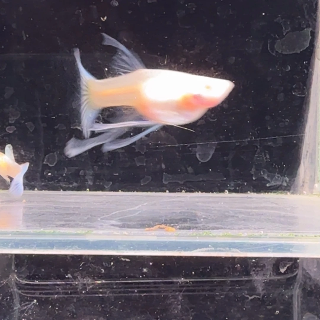 孔雀鱼蓝白大C1对