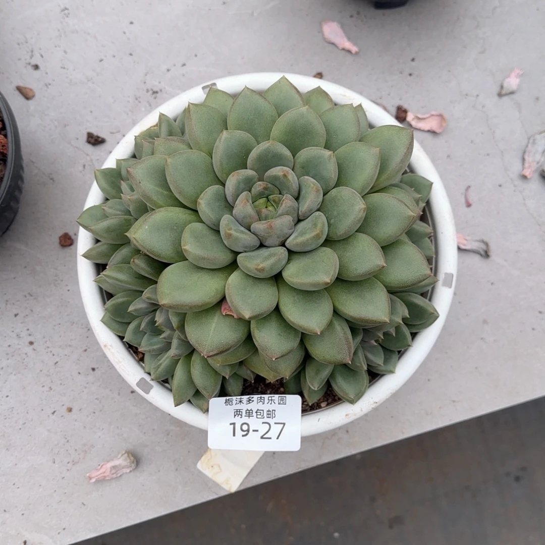 19-27红象牙多肉植物