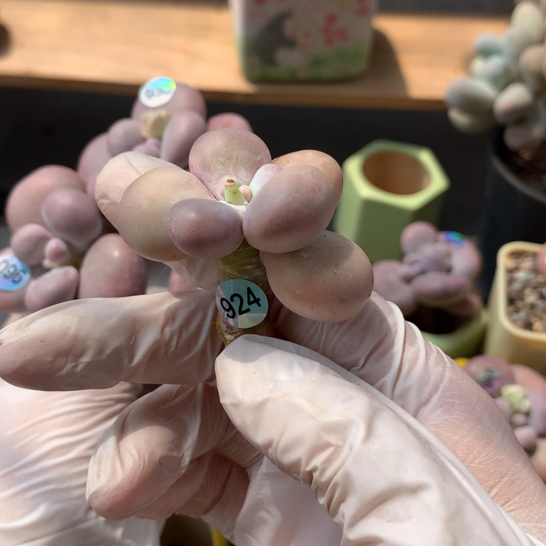 924库普奶酪多肉