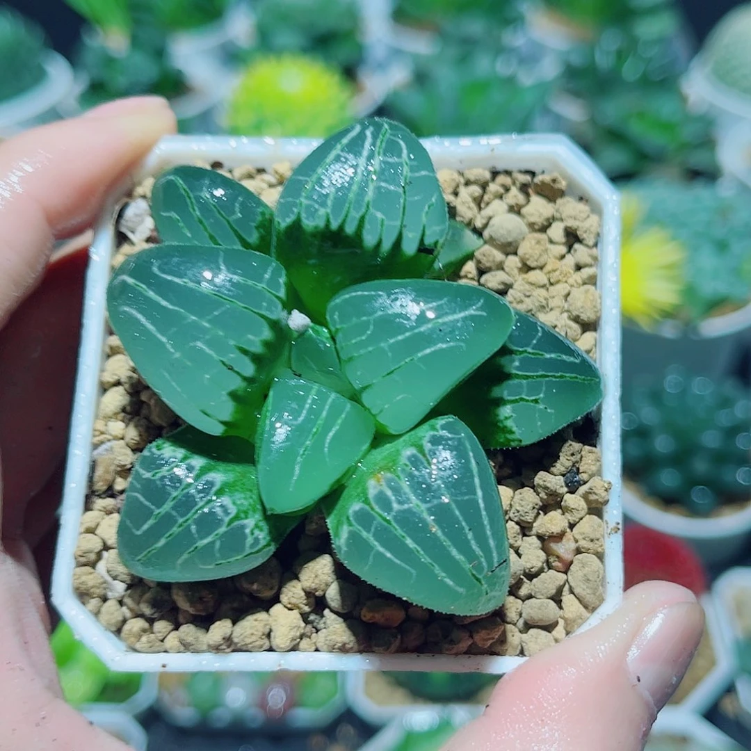 粉色甜心多肉植物