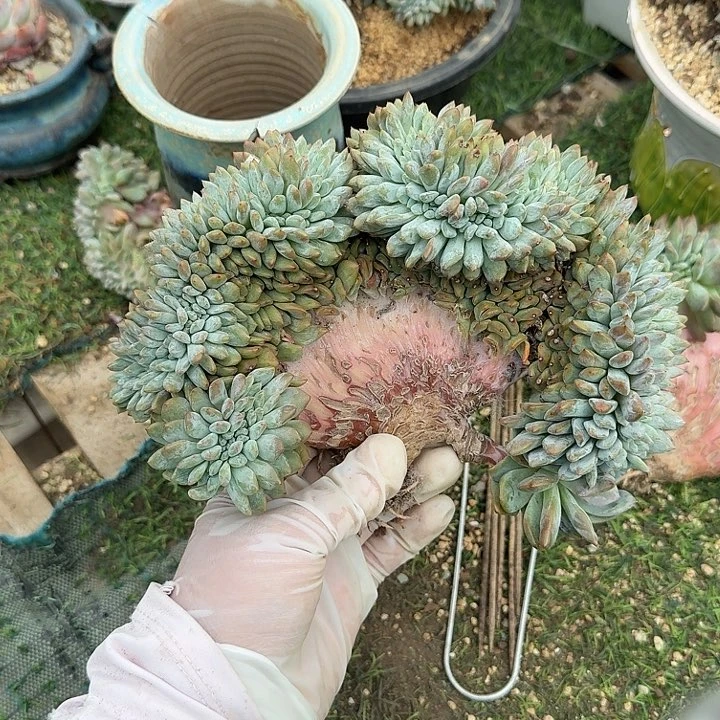 星影缀化补差价呀呀