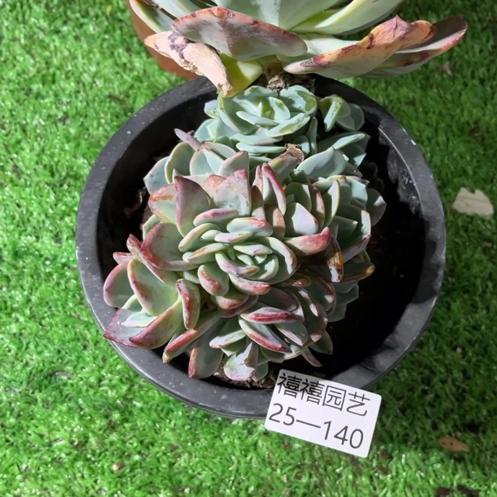 ?***鹿25-140凤群朵朵缀多肉