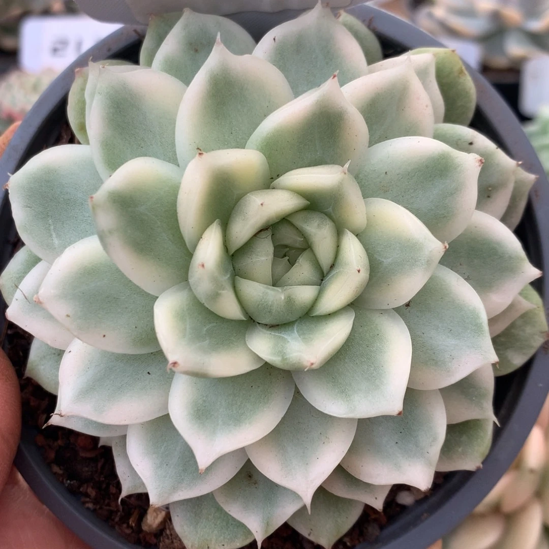 208白瓷麦秆锦锦锦锦锦锦锦