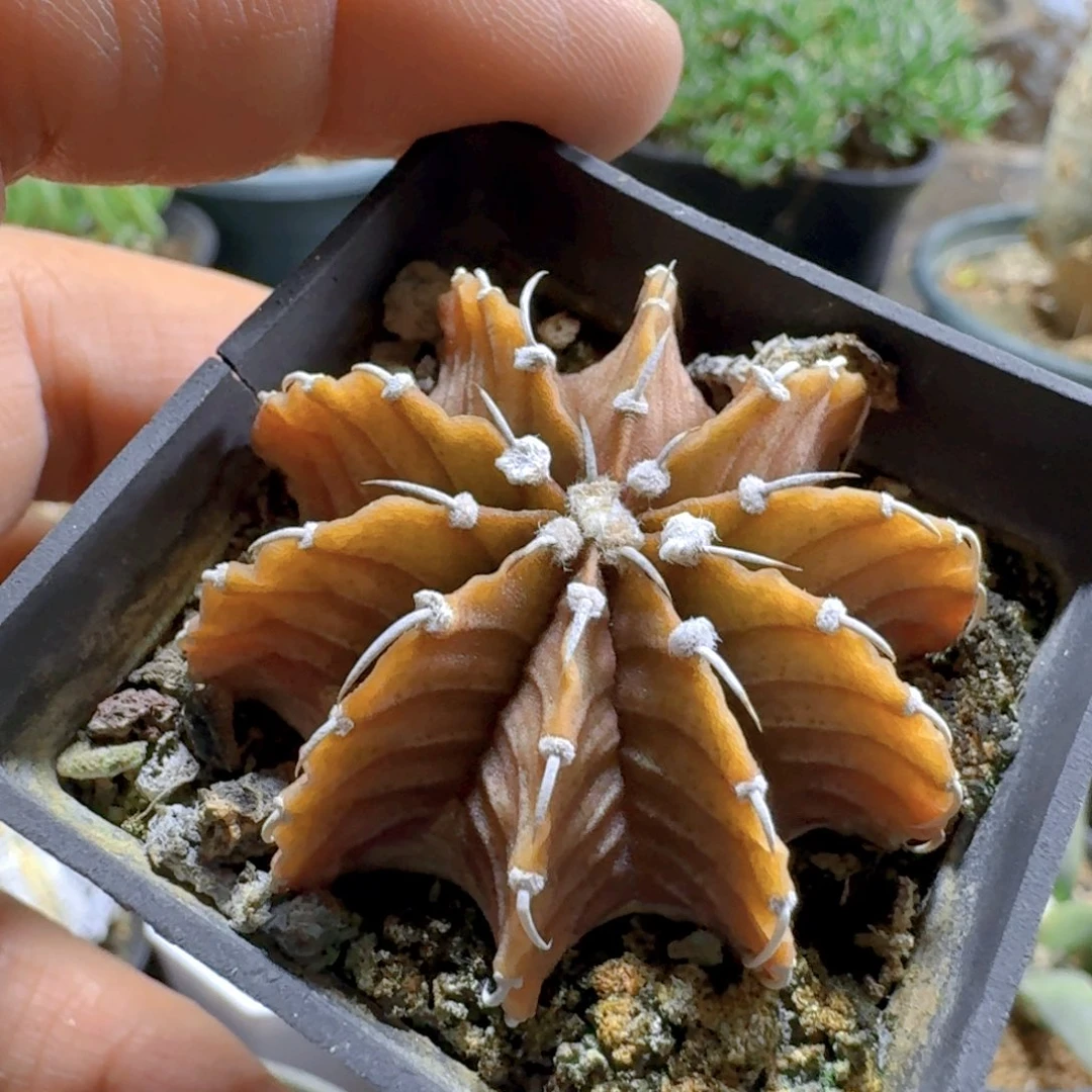 *****860肋骨牡丹带盆发货