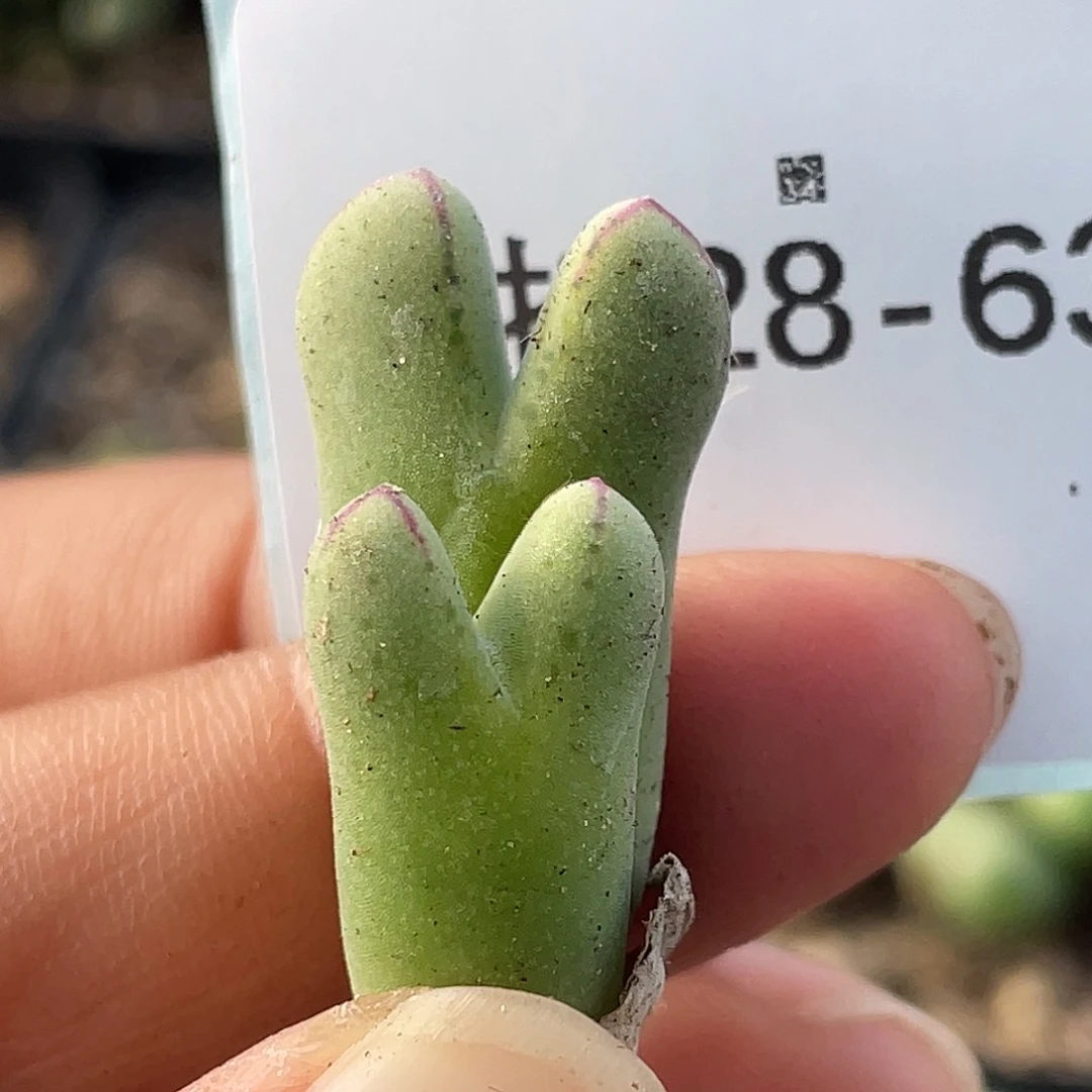 28-63猪蹄多肉植物