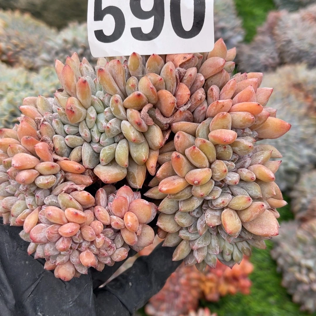 590号14444447888888888