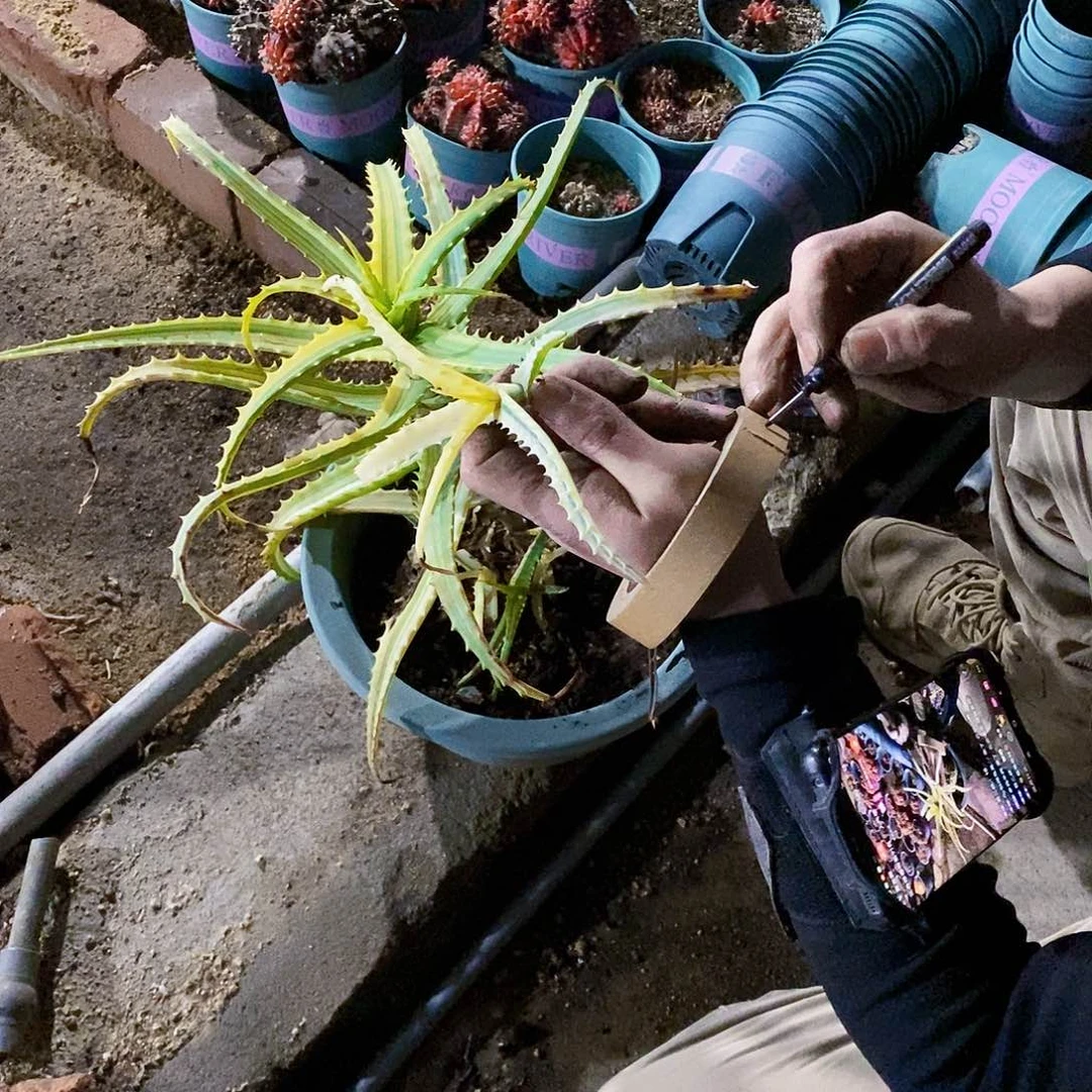 百**.木立芦荟锦侧芽一颗