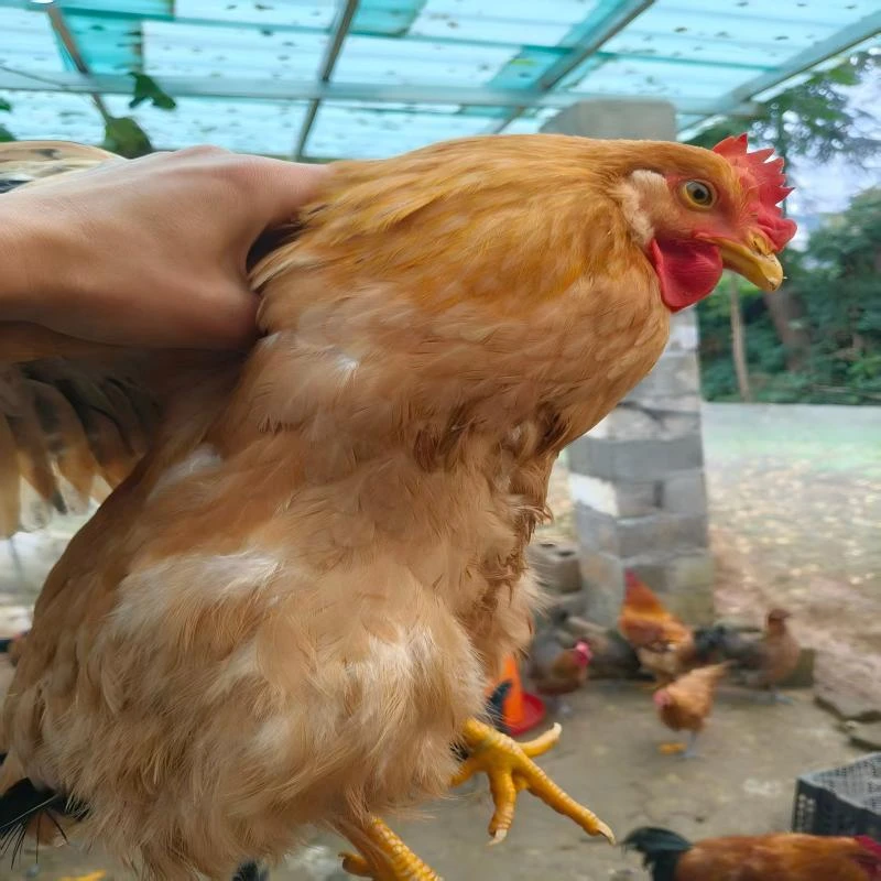 清栏价6只三黄鸡林间散养一斤三左右发货专线运输包邮到家