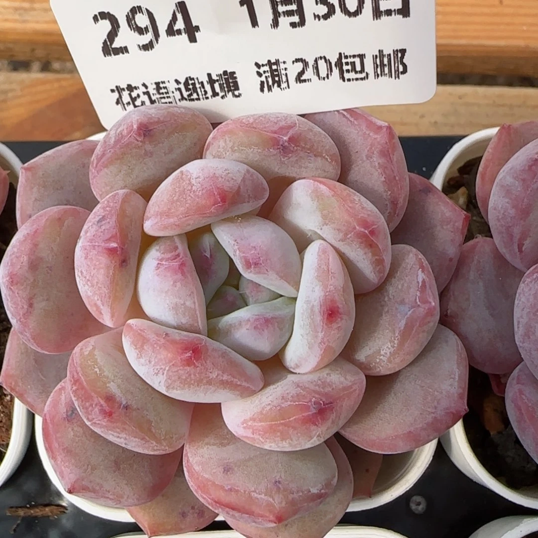 花语逸镜0130-294