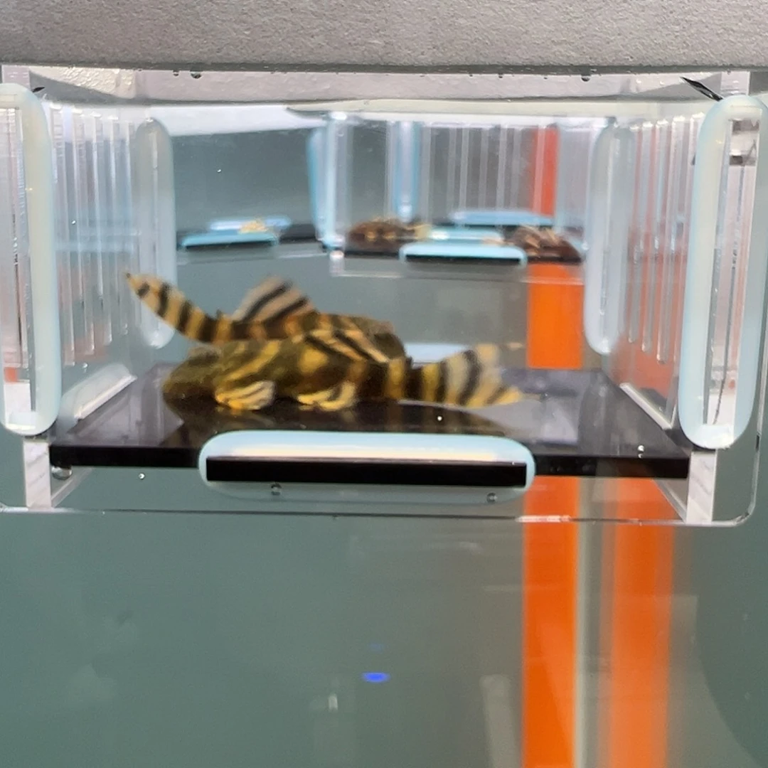 清道夫录完整开箱视频、入缸不包损5.2