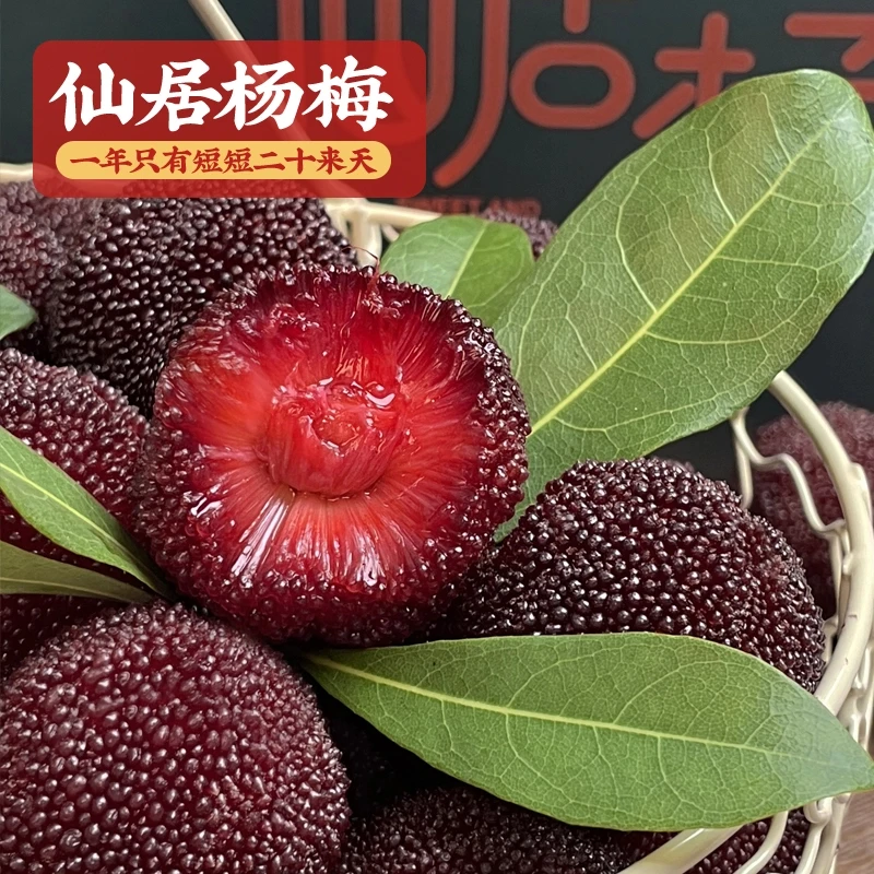 【8A中大果】【仙居杨梅】正宗仙居东魁杨梅鲜果现摘现发当季新鲜水果