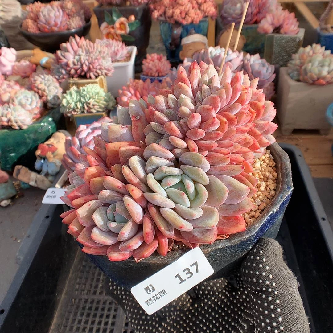 137梦露缀多肉植物6666