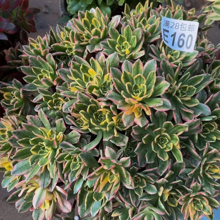 160多肉植物一物一拍