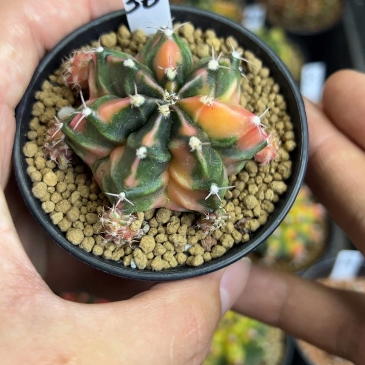 名品侧芽自根脱土发货