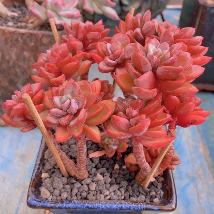 多肉紫心一物一拍-4