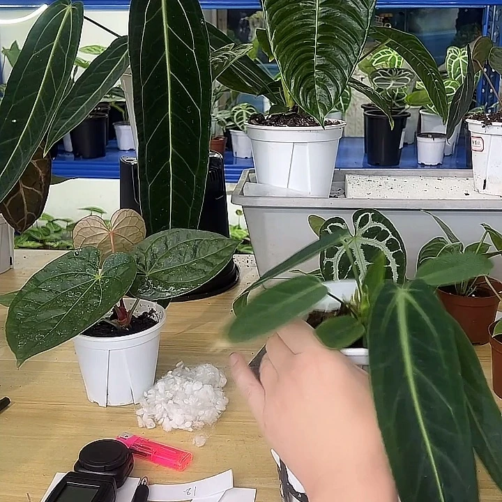 无花朵鹤后一物一拍