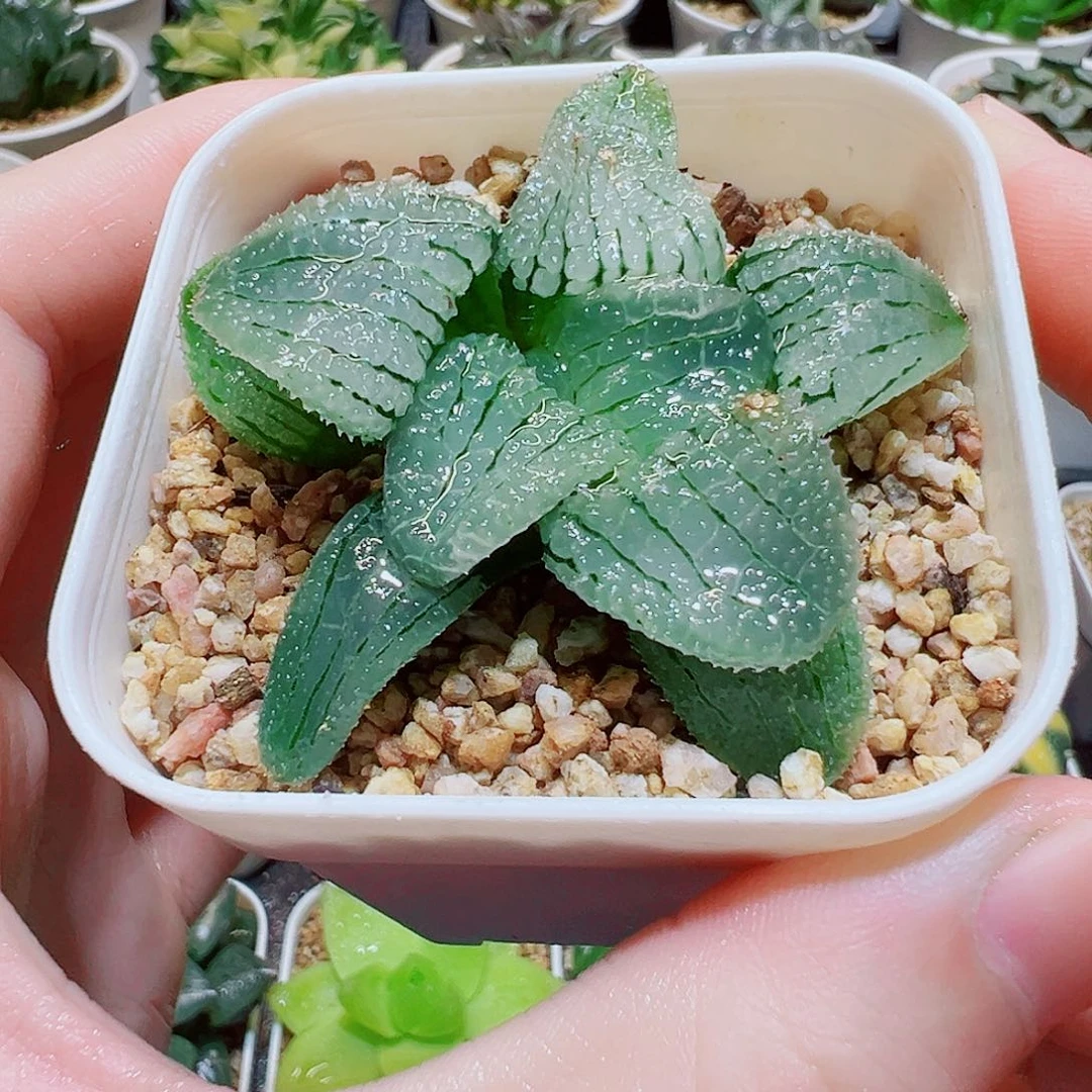 福利，天空之镜，8.8，666