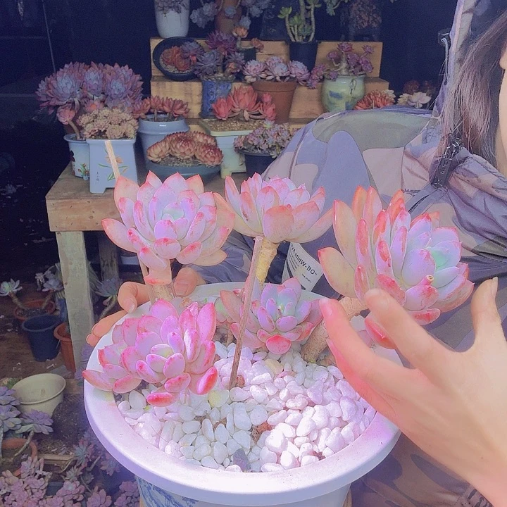 你***的老桩灰姑凉多肉植物福利处理