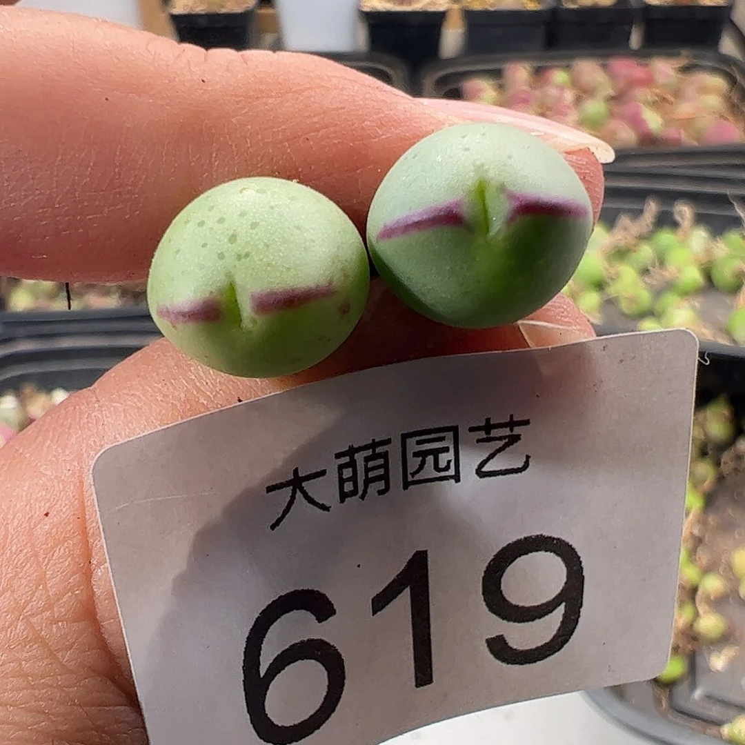 一物一拍正版1414.71皮卡丘619